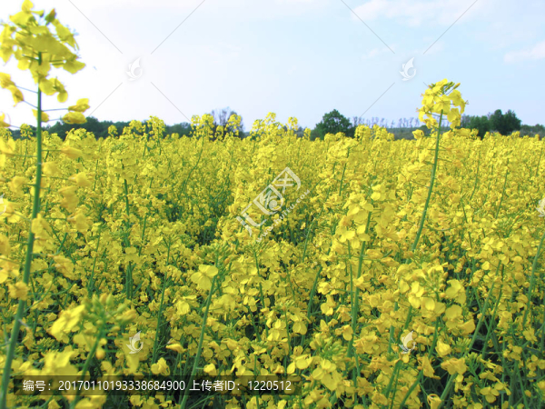 夏天的強(qiáng)奸