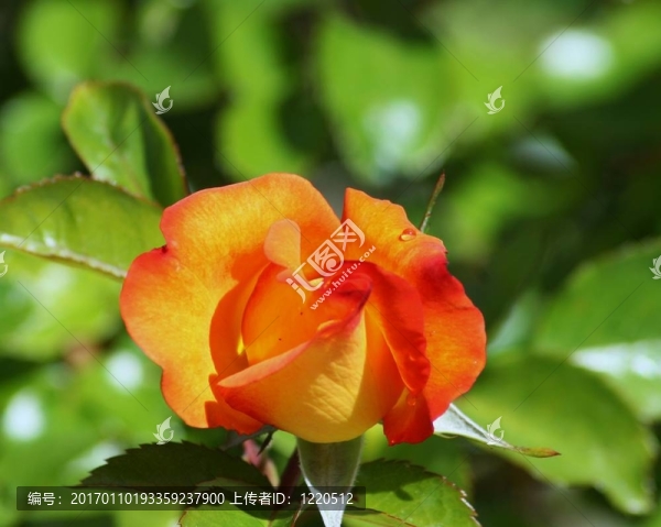 真的Bright,Rose