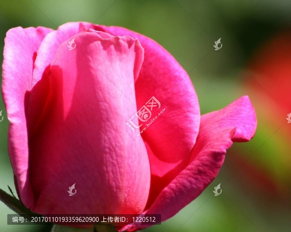 粉紅色的玫瑰花蕾