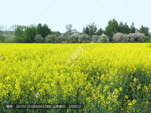 夏天的強(qiáng)奸