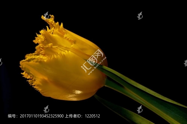 郁金香