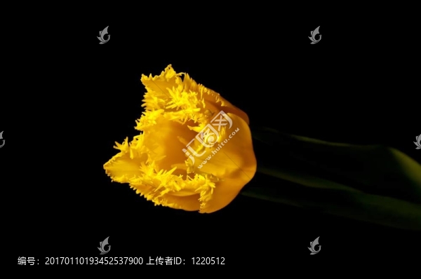 郁金香