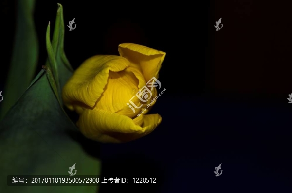 郁金香-匯圖網(wǎng) www.fosd68.com 郁金香