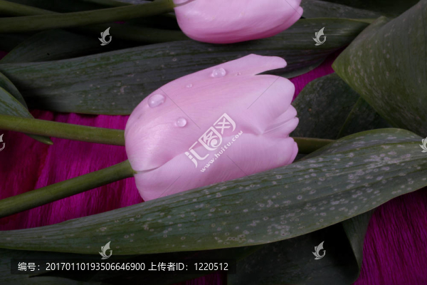 郁金香