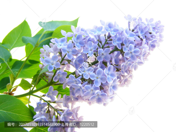 丁香花