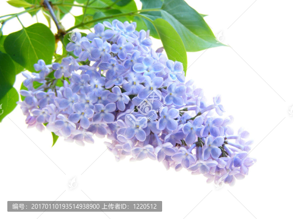 丁香花