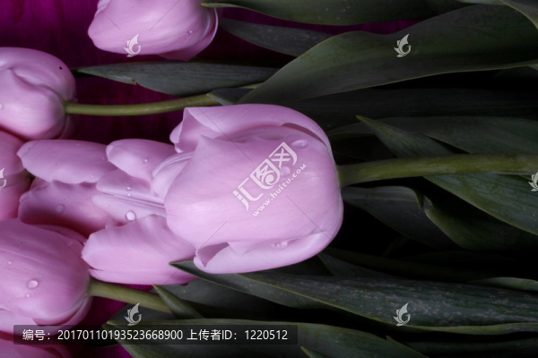 郁金香-匯圖網(wǎng) www.fosd68.com 郁金香