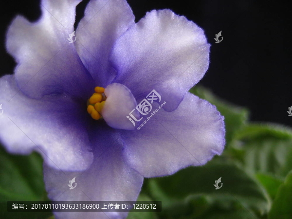 非洲紫羅蘭1
