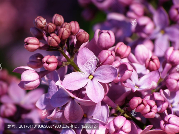 丁香花
