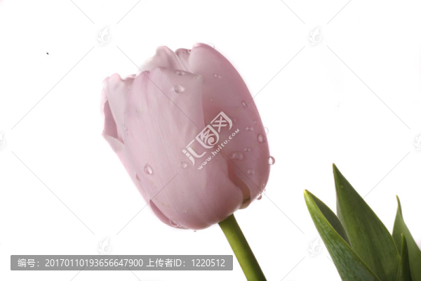 郁金香