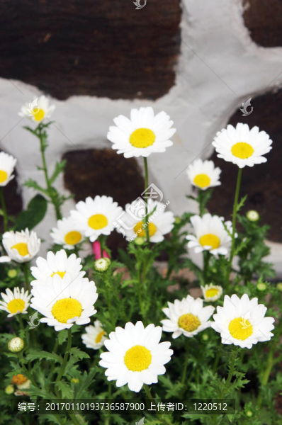 花園里的雛菊