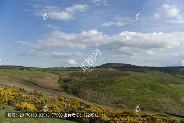 紐約摩爾人可能