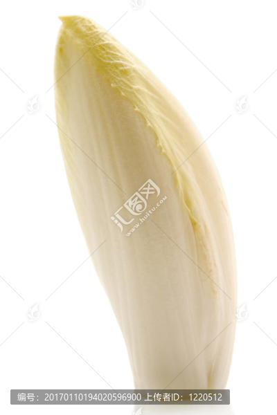 菊苣-匯圖網(wǎng) www.fosd68.com 菊苣