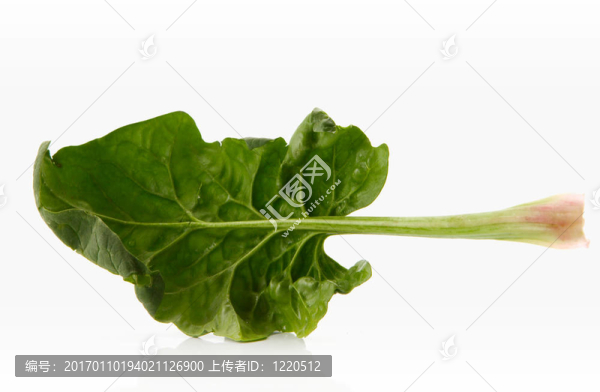 新鮮的菠菜葉