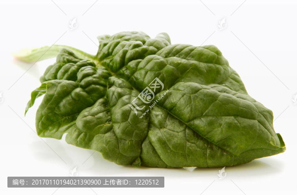 菠菜葉