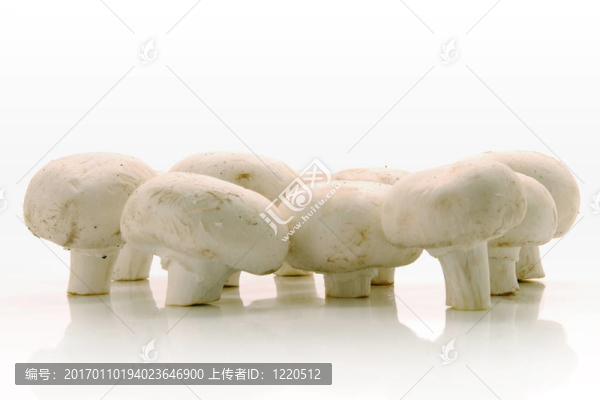 白蘑菇