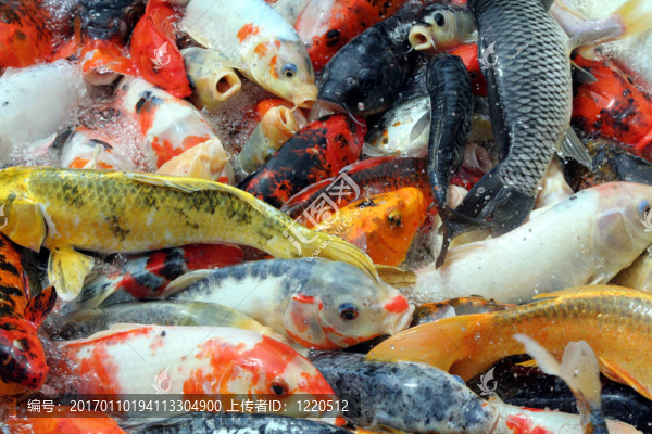 五顏六色的魚