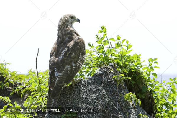 鷹-匯圖網(wǎng) www.fosd68.com 鷹