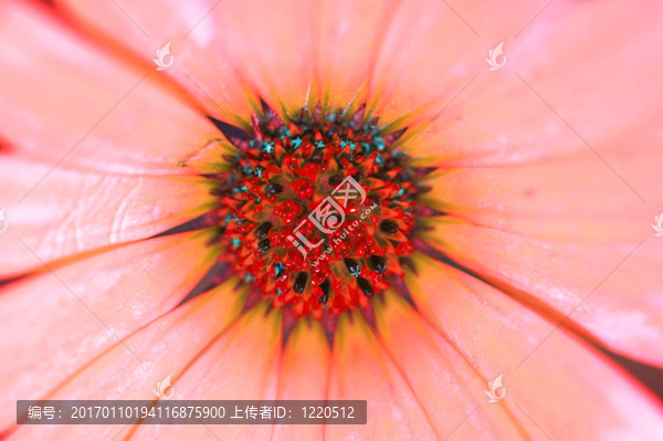雛菊非洲菊