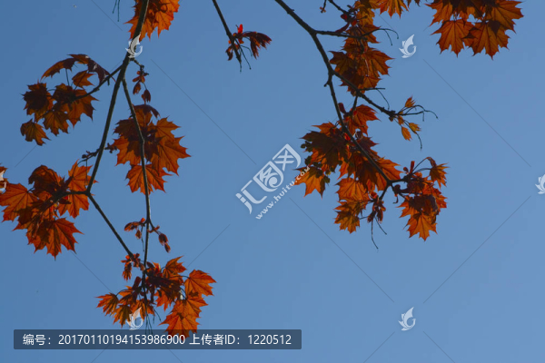 紅色的楓葉