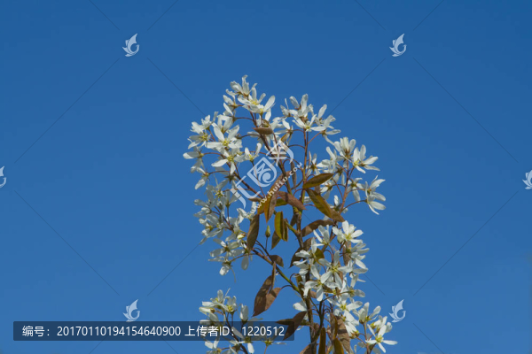 樹開花