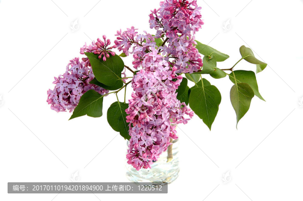 插在花瓶里的丁香花