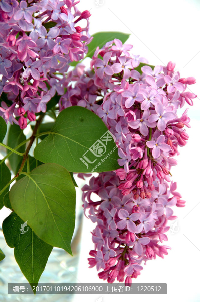 丁香花