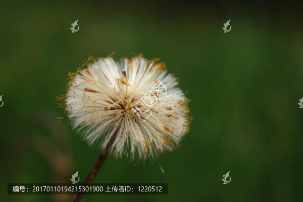 款冬種子頭