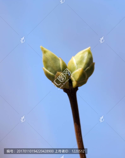 丁香花蕾。