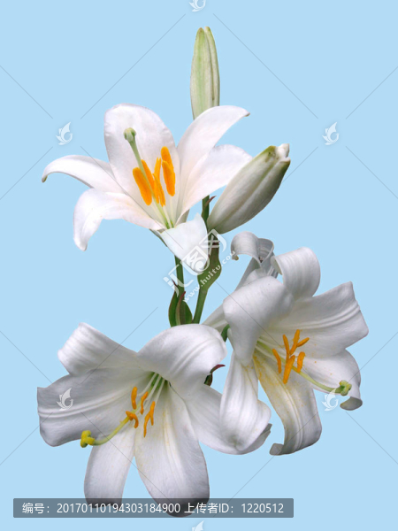 孤立的百合花