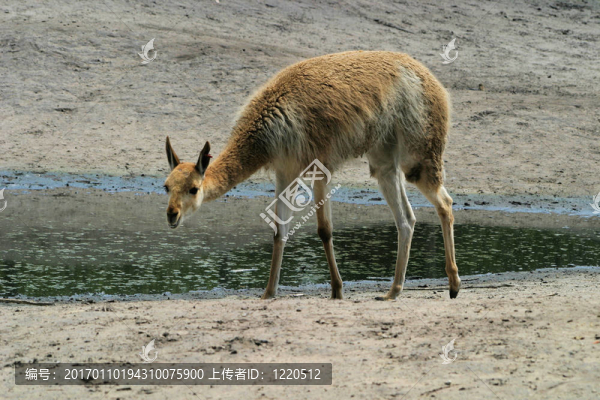 小羊駝