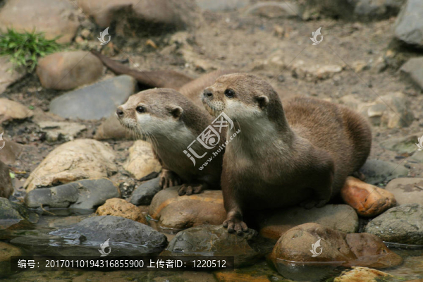 兩水獺