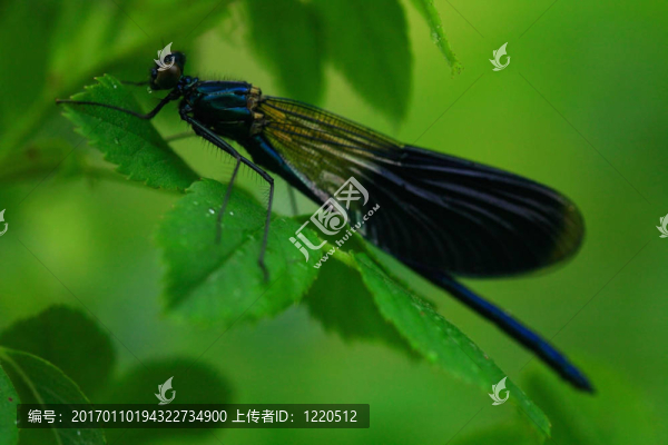 蜻蜓
