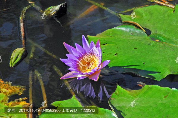 美麗的百合花