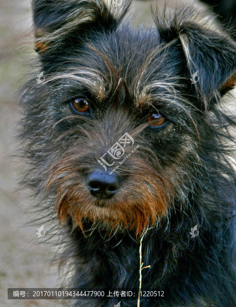非常Shaggy,Dog,10