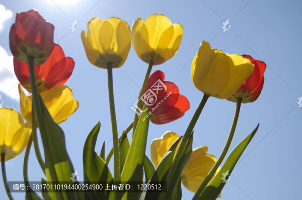 藍天上的郁金香