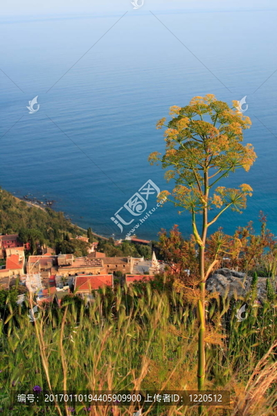 植被和海洋-匯圖網(wǎng) www.fosd68.com 植被和海洋