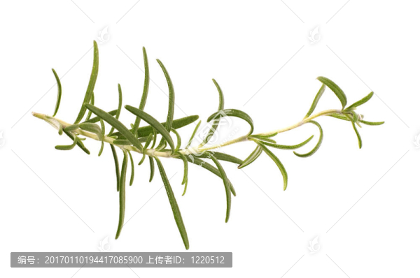 新鮮的迷迭香