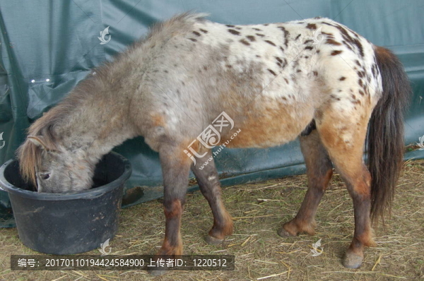 發(fā)現(xiàn)馬