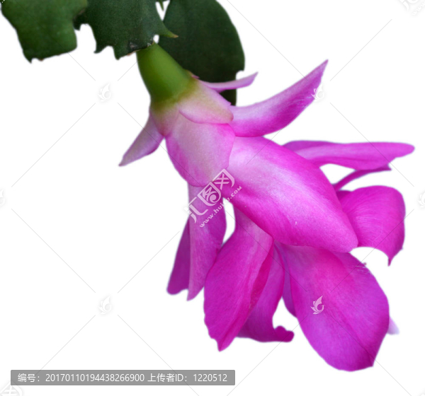 孤獨(dú)地綻放