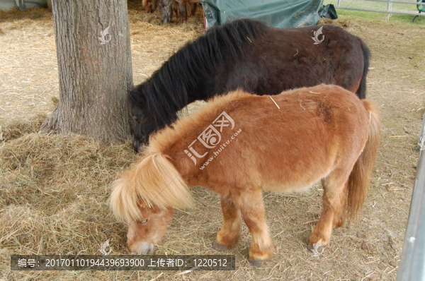 兩匹小馬