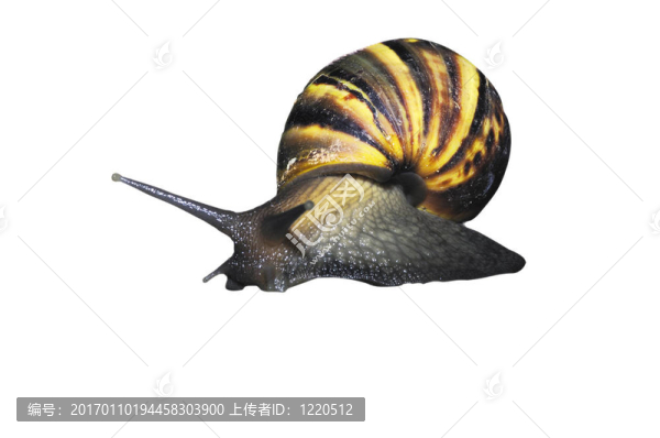 花園里的蝸牛