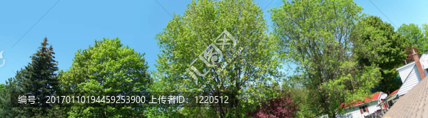從屋頂樹(shù)梢