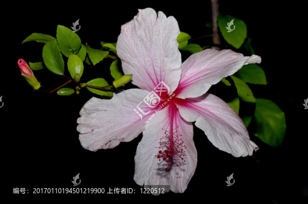 粉紅朱槿