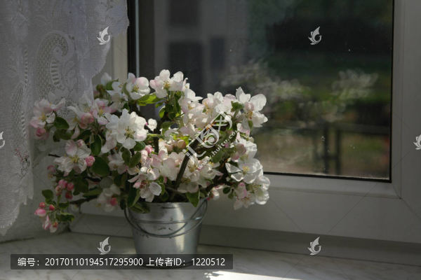 蘋果樹的花