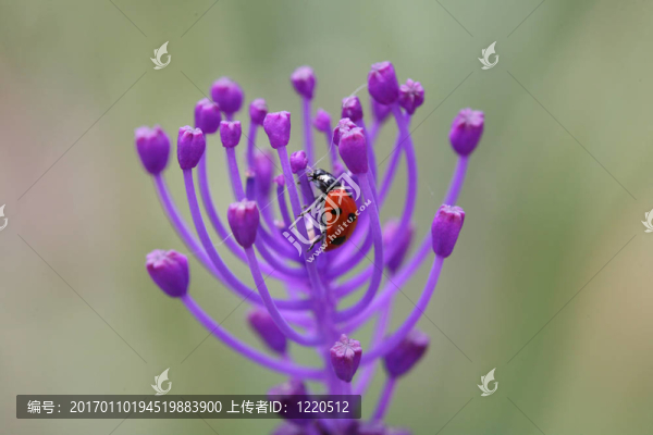 七星瓢蟲。