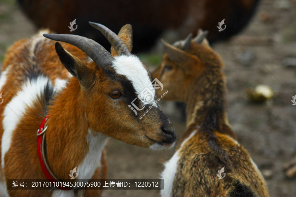 兩只小山羊