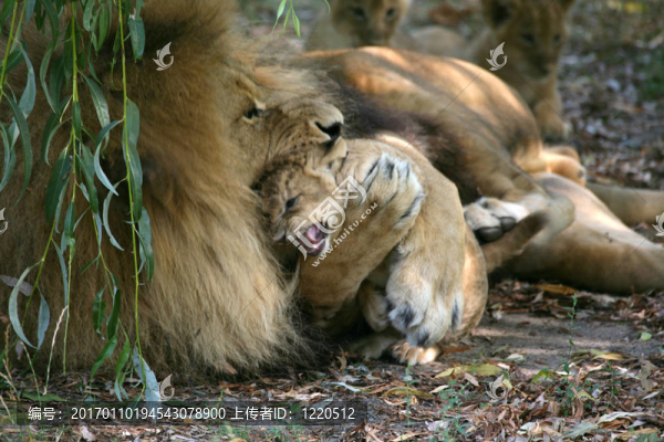 獅子