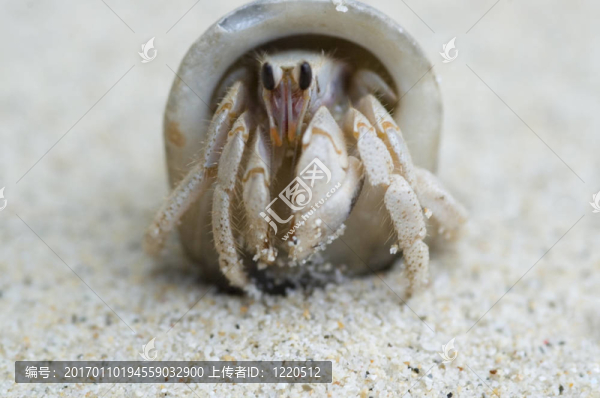 寄居蟹