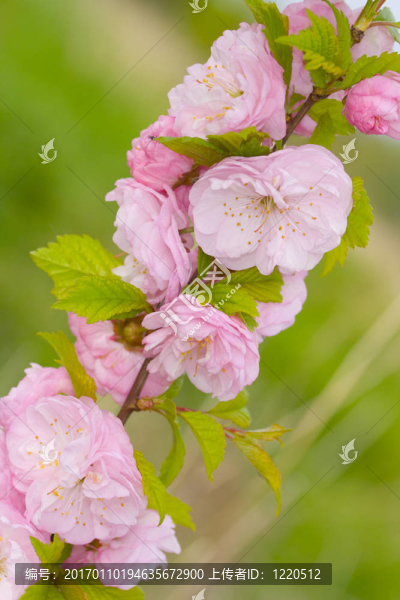 粉薔薇